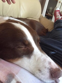 Hundehaftpflicht-aussie-schlaeft-auf-herrchens-bauch