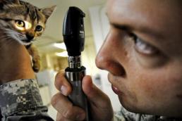 Tierkrankenversicherung-kitten-bekommt-von-arzt-ins-auge-gelaeuchtet